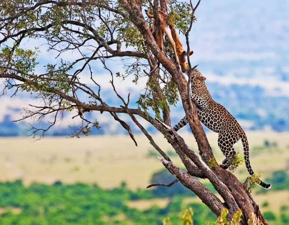 7-Day Kenya Wildlife Safari