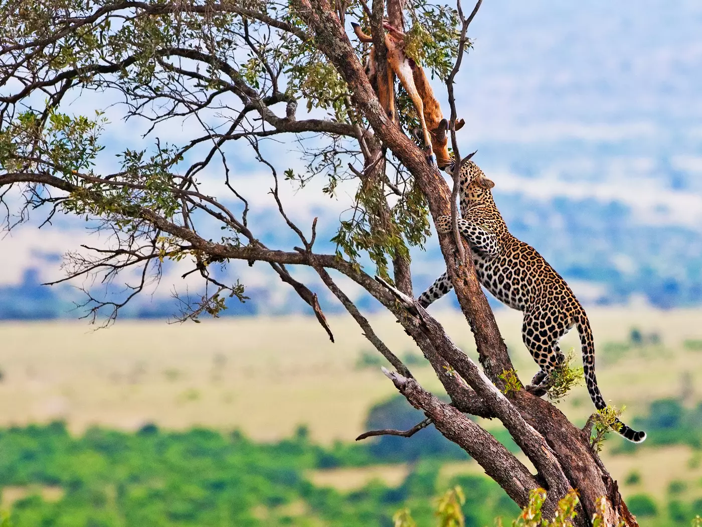 6-Day Kenya Wildlife Safari