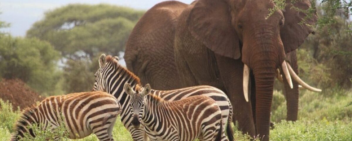 8-Day Magical Kenya Immersive Game Safari