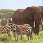 8-Day Magical Kenya Immersive Game Safari