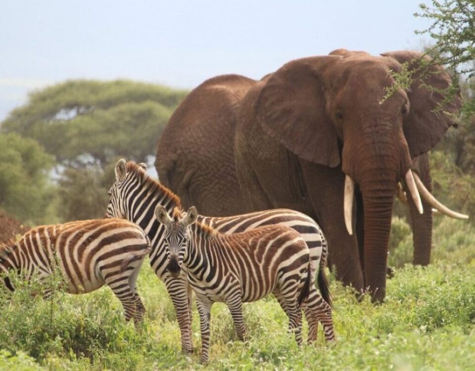 8-Day Magical Kenya Immersive Game Safari