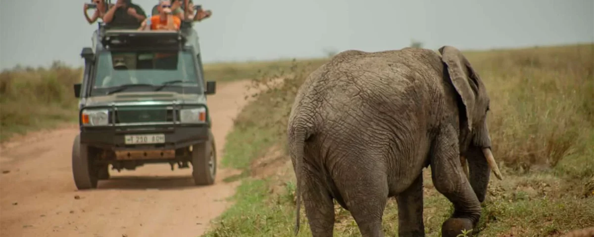 7-Day Best of Tanzania Luxury Safari Tour
