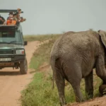 7-Day Best of Tanzania Luxury Safari Tour