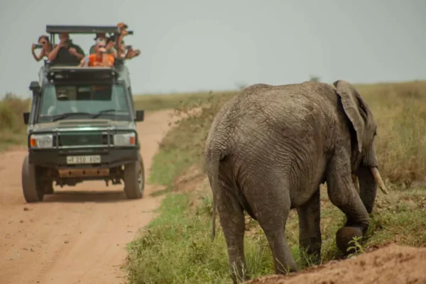 7-Day Best of Tanzania Luxury Safari Tour