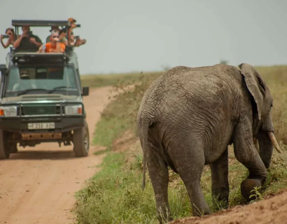 7-Day Best of Tanzania Luxury Safari Tour