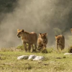 7-Day Kenya Wildlife Big5 Safari