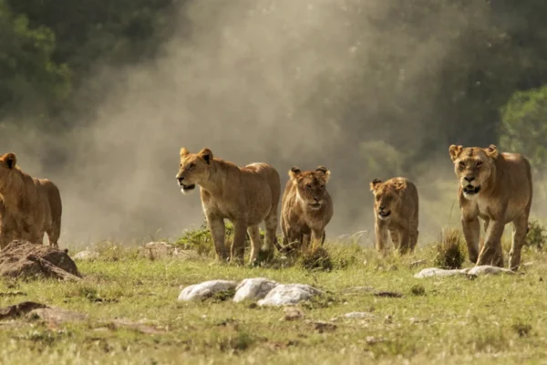 7-Day Kenya Wildlife Big5 Safari 7-Day Kenya Wildlife Big5 Safari