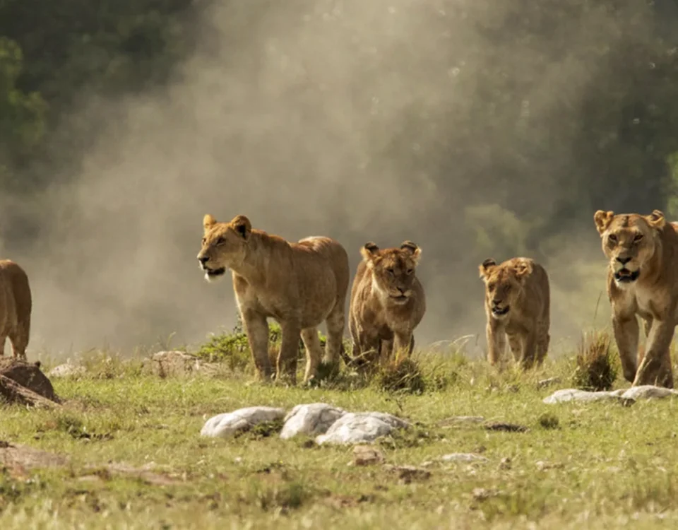 7-Day Kenya Wildlife Big5 Safari