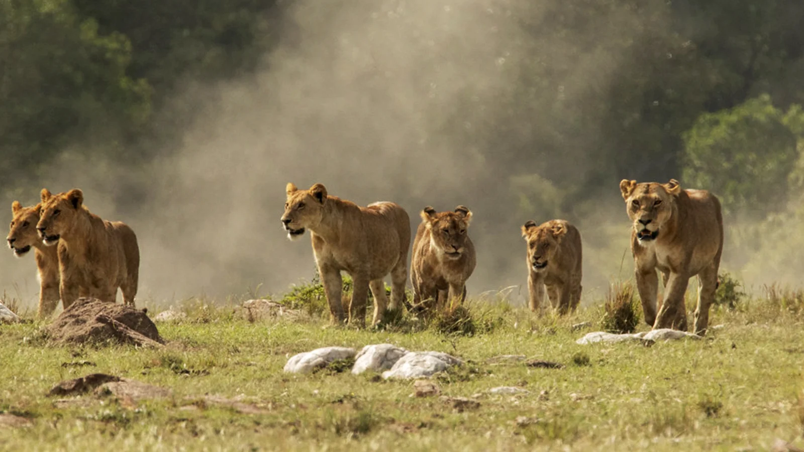 7-Day Kenya Wildlife Big5 Safari