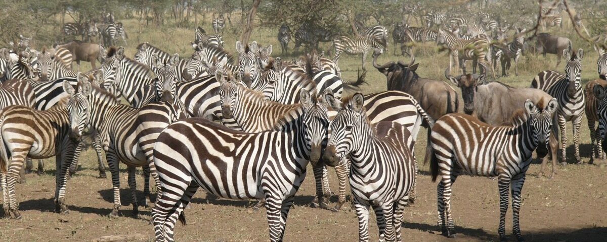 4-Day Kenya Wildlife Adventure Safari