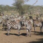 4-Day Kenya Wildlife Adventure Safari