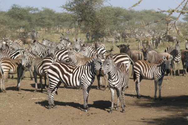 4-Day Kenya Wildlife Adventure Safari 4-Day Kenya Wildlife Adventure Safari
