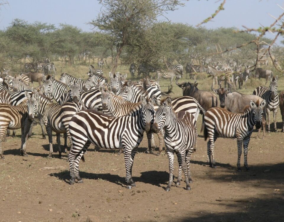 4-Day Kenya Wildlife Adventure Safari