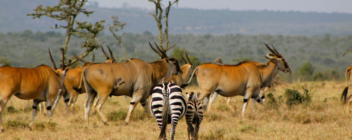 6-Day Rwanda Wildlife and Primate Tour