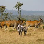 6-Day Rwanda Wildlife and Primate Tour