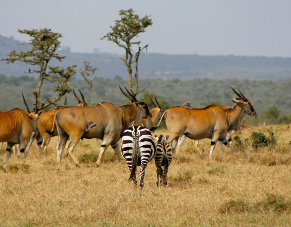 6-Day Rwanda Wildlife and Primate Tour