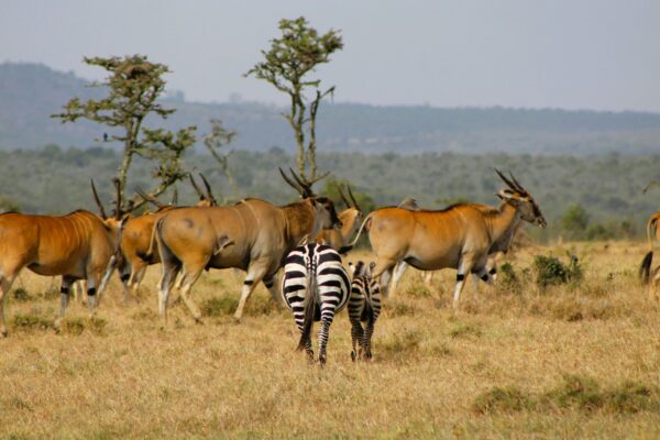 6-Day Rwanda Wildlife and Primate Tour 6-Day Rwanda Wildlife and Primate Tour
