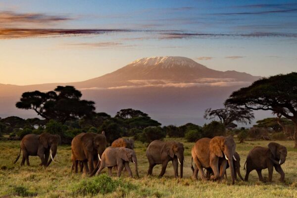 Amboseli National Park1 5-Day Kenya Wildlife Safari