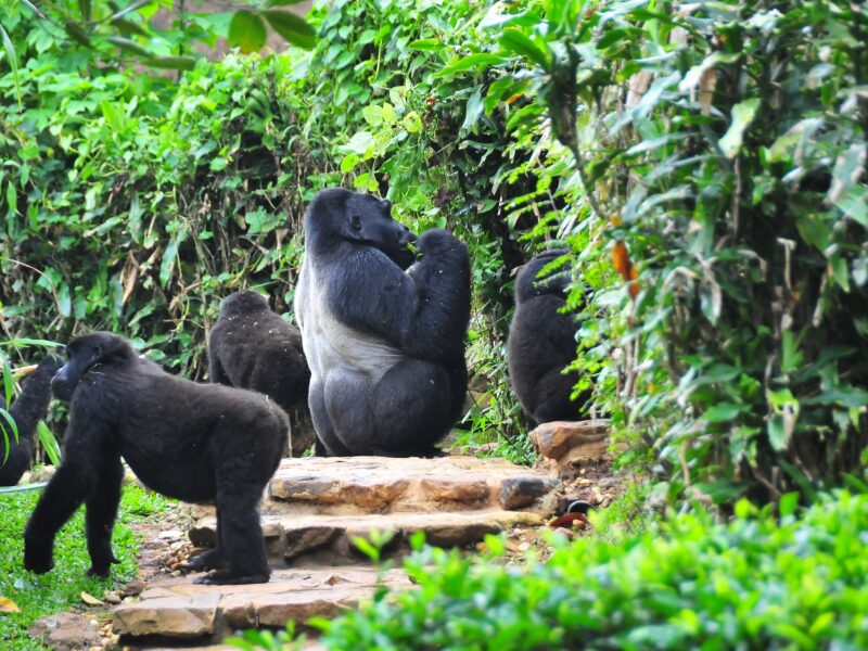 Bwindi Impenetrable National Park