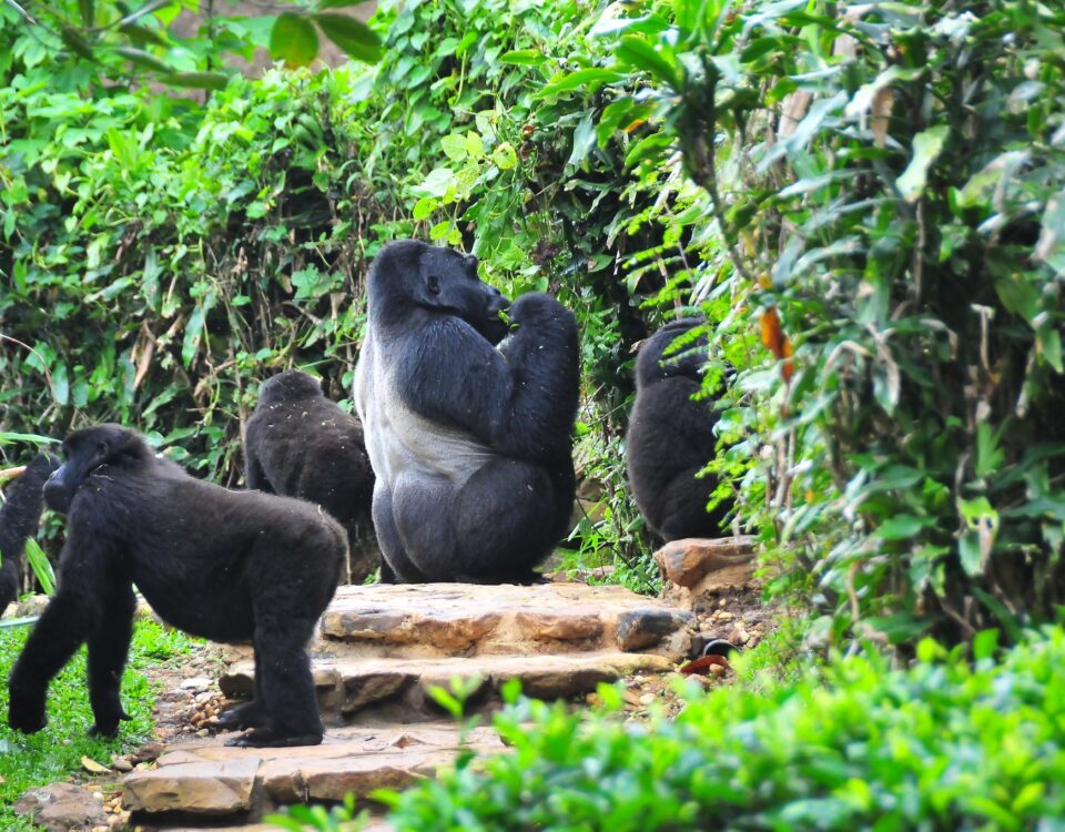 Bwindi Impenetrable National Park