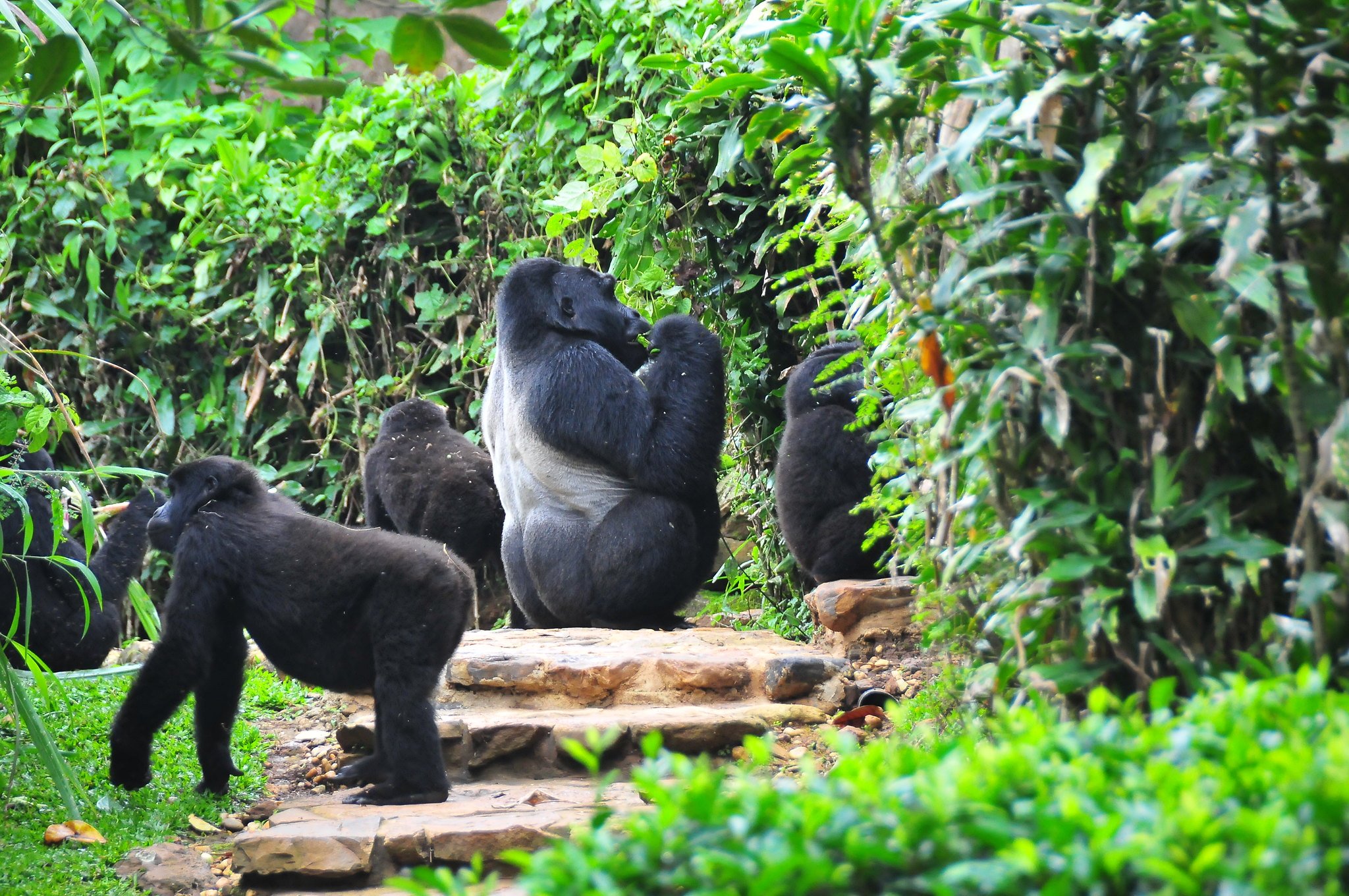 Mist over Bwindi Impenetrable Forest, Uganda