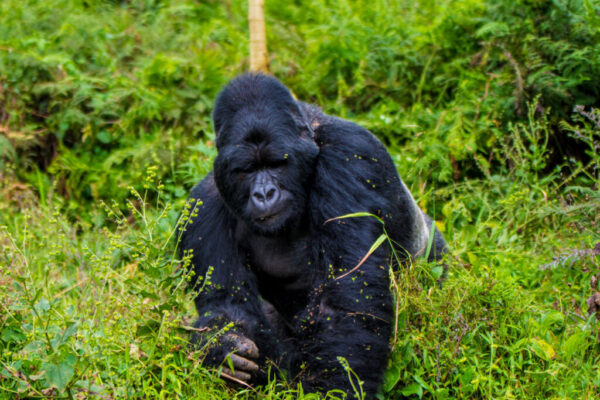 Bwindi Impenetrable National Park