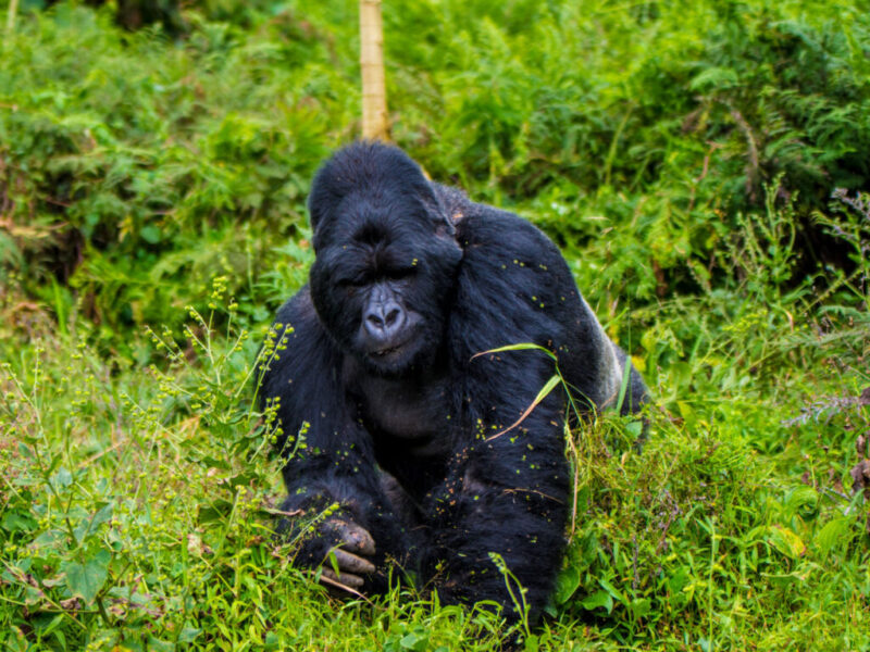 Bwindi Impenetrable National Park