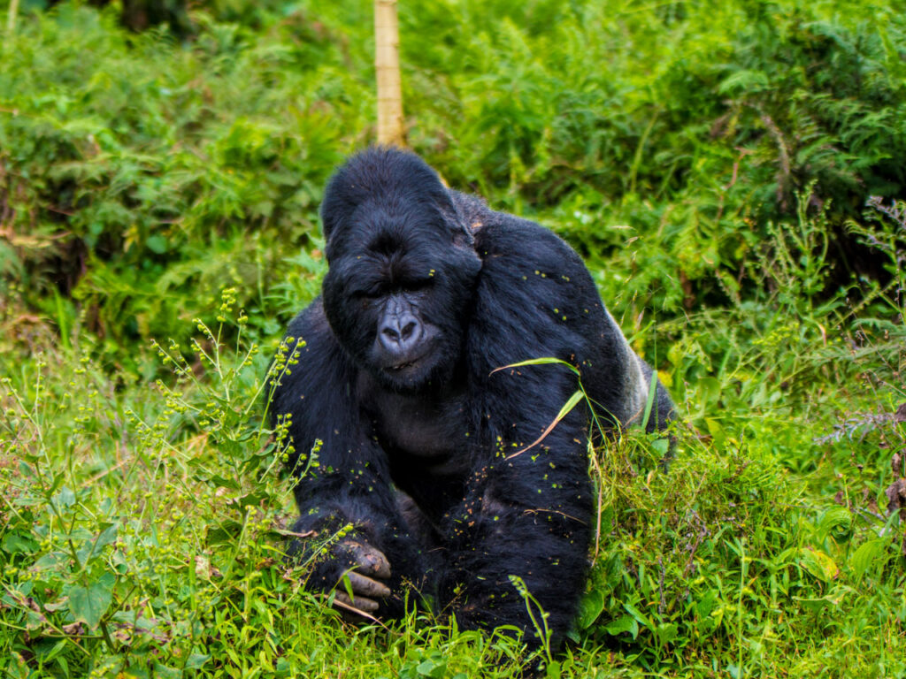 Bwindi Impenetrable National Park