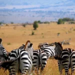 6-Day Magnificent Best of Kenya Safari