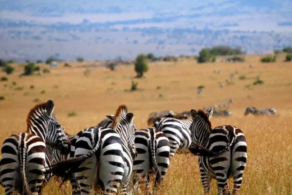 6-Day Magnificent Best of Kenya Safari 6-Day Magnificent Best of Kenya Safari