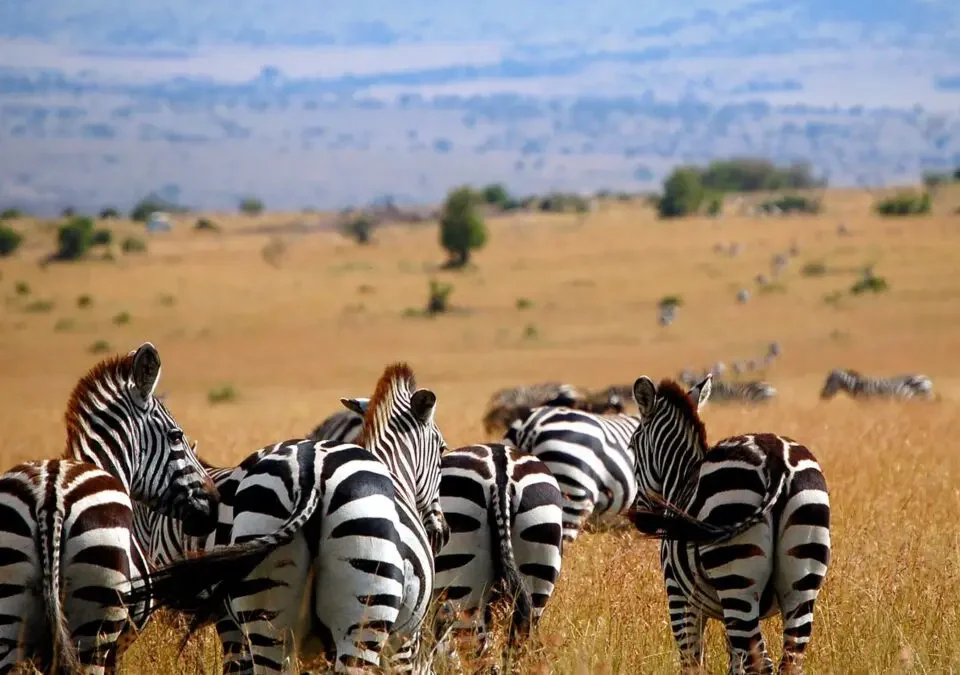 6-Day Magnificent Best of Kenya Safari