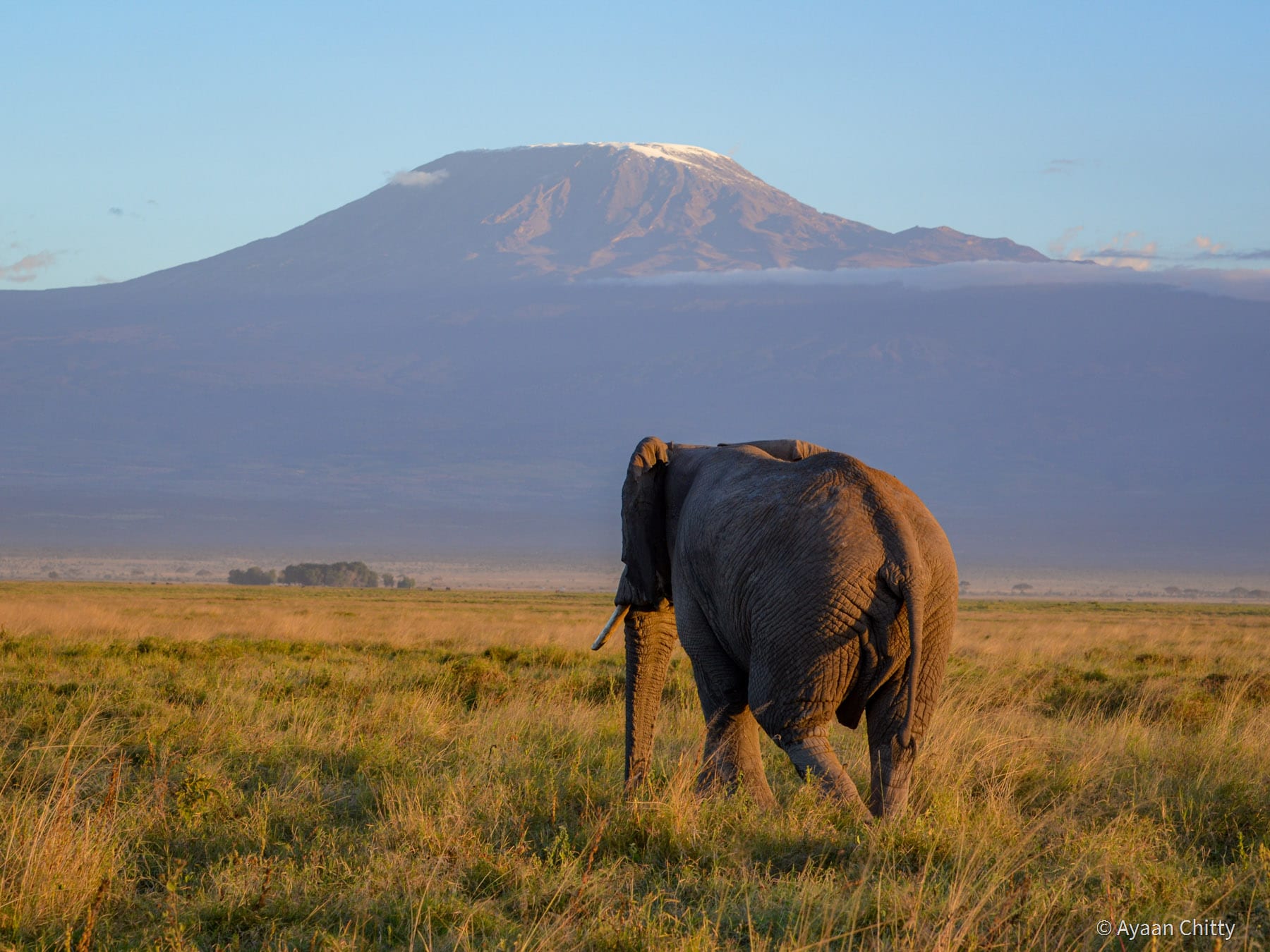 Day 5 — Full Day Amboseli National Park Exploration