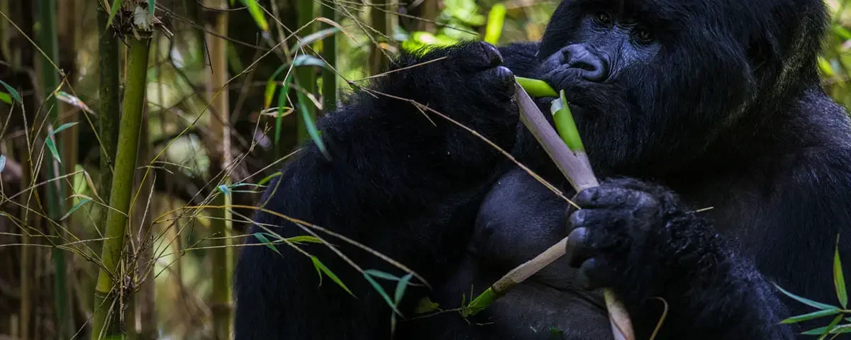 8-Day Rwanda Gorilla & Wildlife Safari