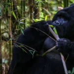 8-Day Rwanda Gorilla & Wildlife Safari