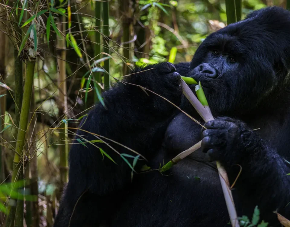 8-Day Rwanda Gorilla & Wildlife Safari