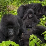 Gorilla Trekking Safaris