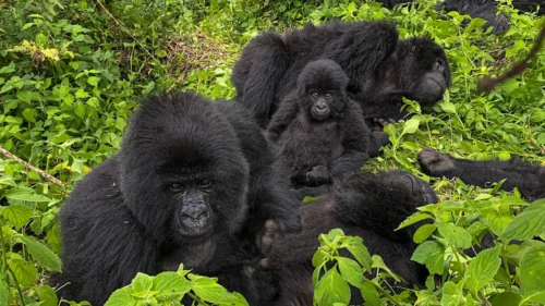 Gorilla Trekking Safaris