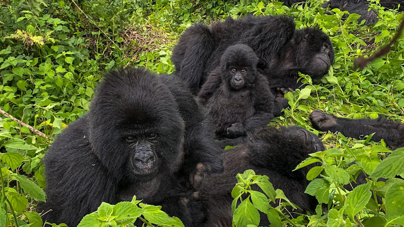 Gorilla trekking in the forests of East Africa