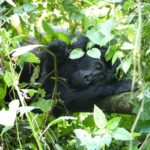 21-Day East Africa Luxury Safari