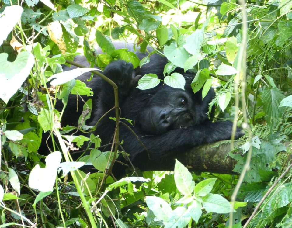 21-Day East Africa Luxury Safari