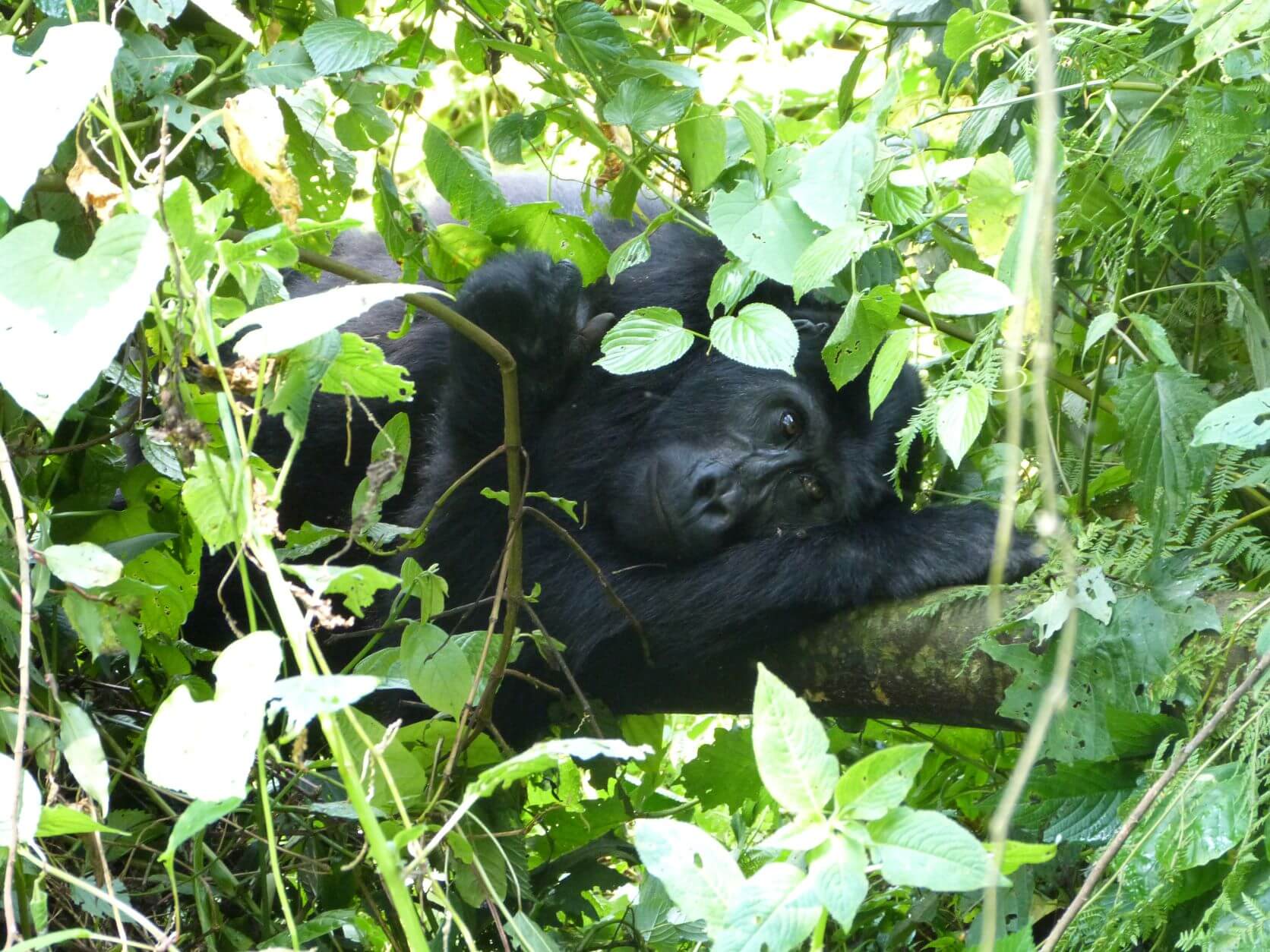 21-Day East Africa Luxury Safari