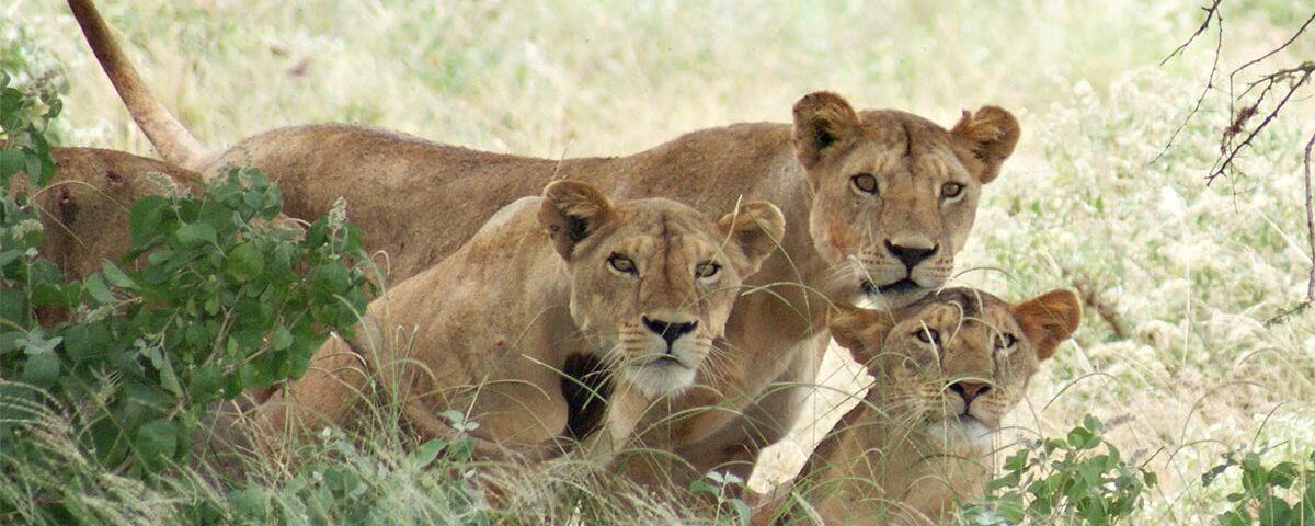 14-Day Kenya Tanzania Rwanda & Uganda Safari
