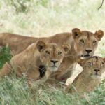 14-Day Kenya Tanzania Rwanda & Uganda Safari
