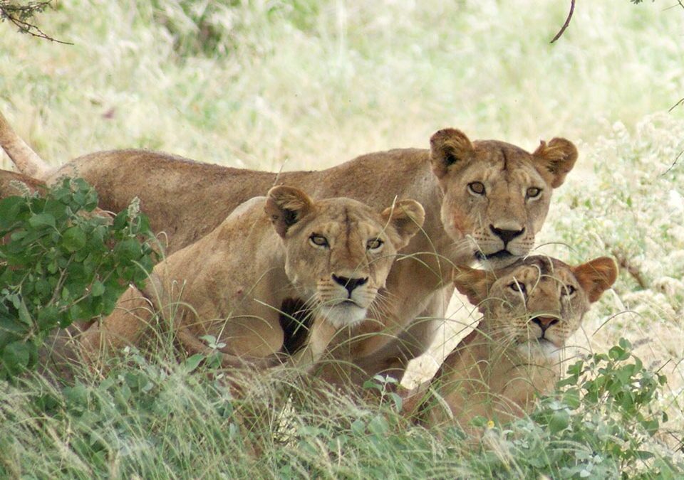 14-Day Kenya Tanzania Rwanda & Uganda Safari