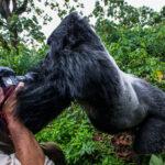 10-Day Best of Rwanda Safari Experience
