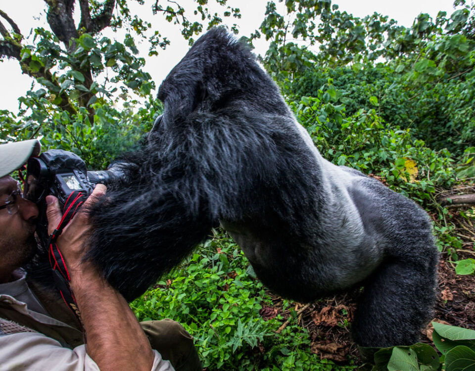 10-Day Best of Rwanda Safari Experience