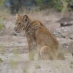 9-Day Ultimate Tanzania Wildlife Safari Experience