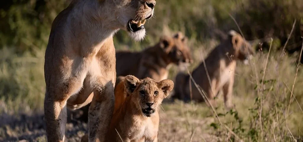 6-Day Private Kenya Big Five Safari