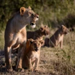 6-Day Private Kenya Big Five Safari