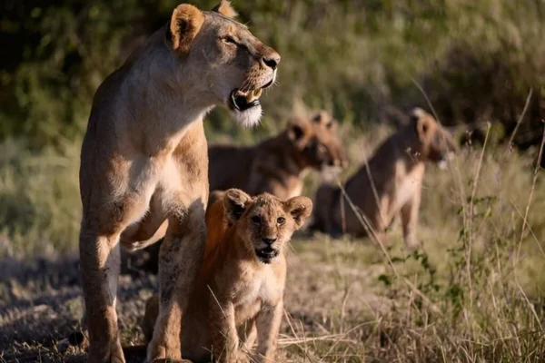 6-Day Private Kenya Big Five Safari 6-Day Private Kenya Big Five Safari